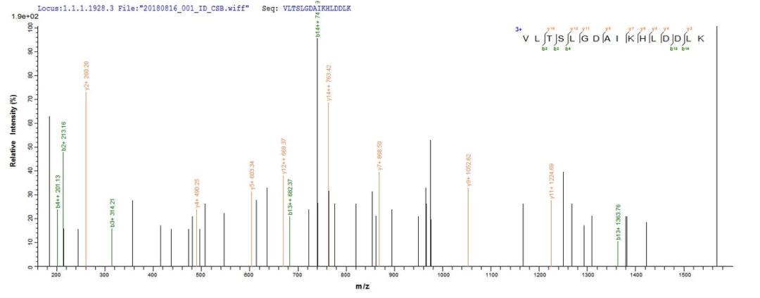 Based on the SEQUEST from database of E.coli host and target protein, the LC-MS/MS Analysis result of CSB-EP010156HUa1 could indicate that this peptide derived from E.coli-expressed Homo sapiens (Human) HBG2.