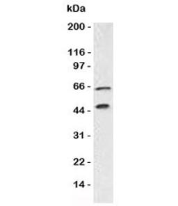 Western blot testing of Chromogranin A antibody and Panc-1 lysate. Predicted molecular weight is 50-75 kDa depending on glycosylation level.