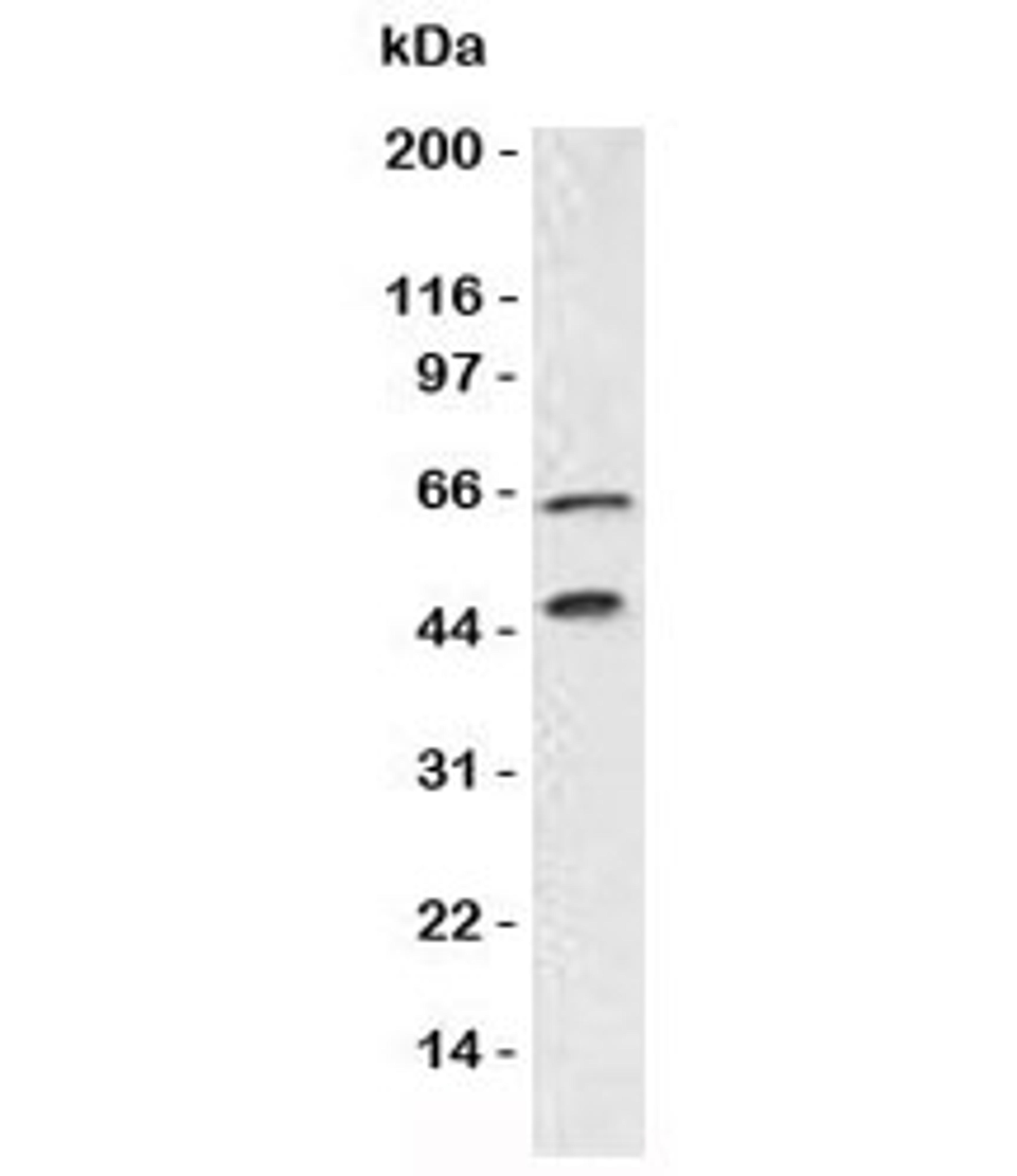 Western blot testing of Chromogranin A antibody and Panc-1 lysate. Predicted molecular weight is 50-75 kDa depending on glycosylation level.