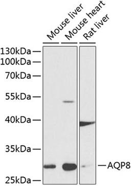 Western blot - AQP8 antibody (A8539)