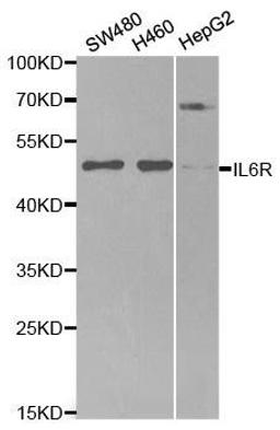 Western blot analysis of extracts of various cell lines using IL6R antibody