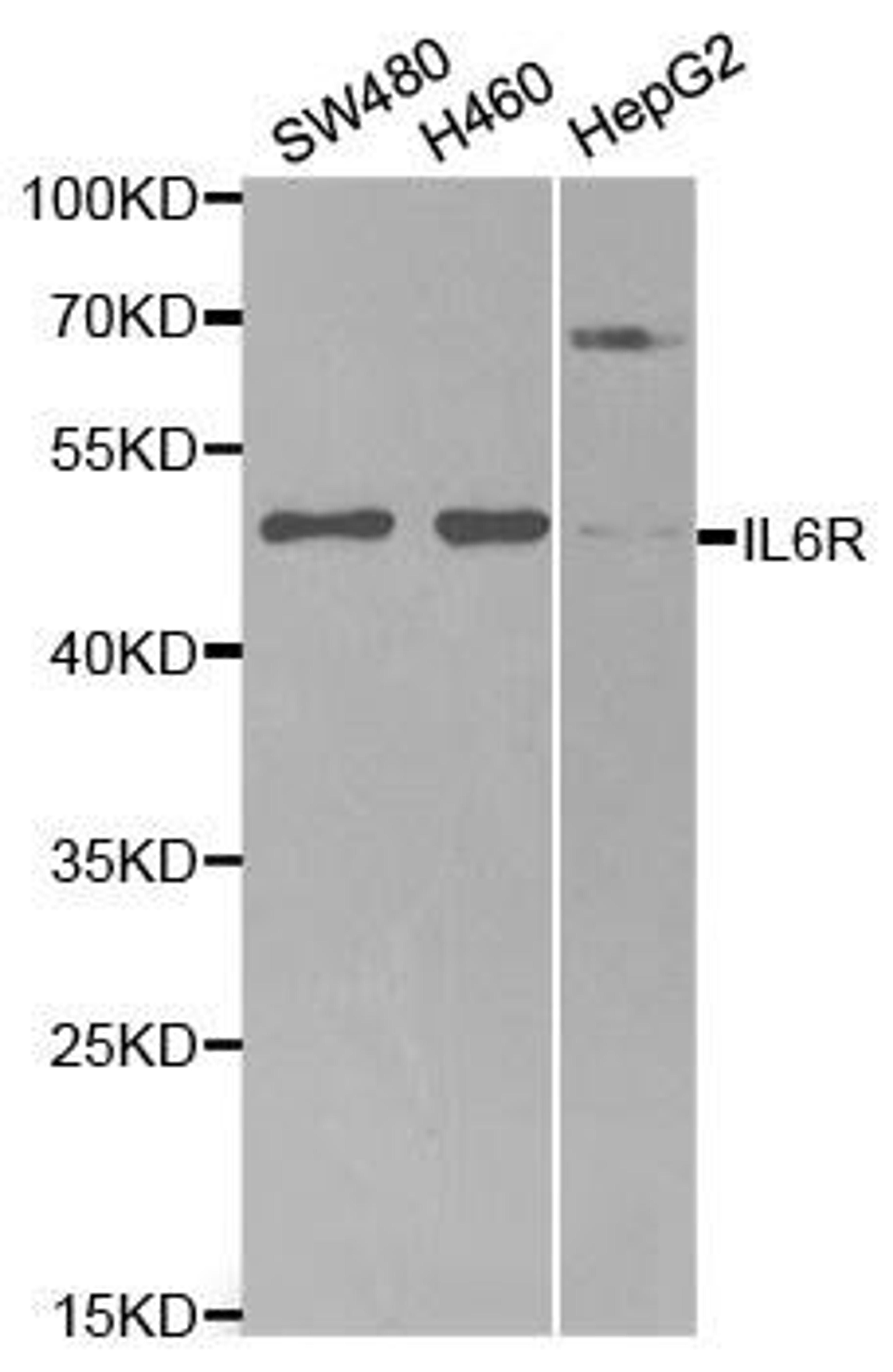 Western blot analysis of extracts of various cell lines using IL6R antibody