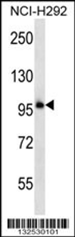 Western blot analysis in NCI-H292 cell line lysates (35ug/lane).