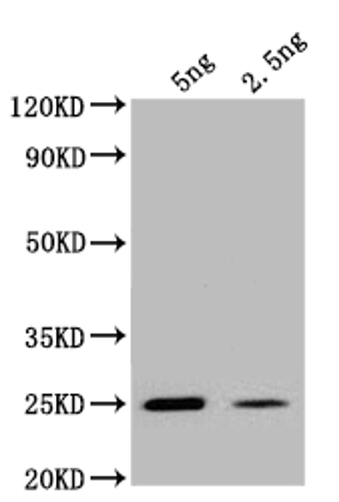 Western Blot. Positive WB detected in: recombinant protein. All lanes: ogt Antibody at 1:1000. Secondary. Goat polyclonal to rabbit IgG at 1/50000 dilution. Predicted band size: 25 kDa. Observed band size: 25 kDa.