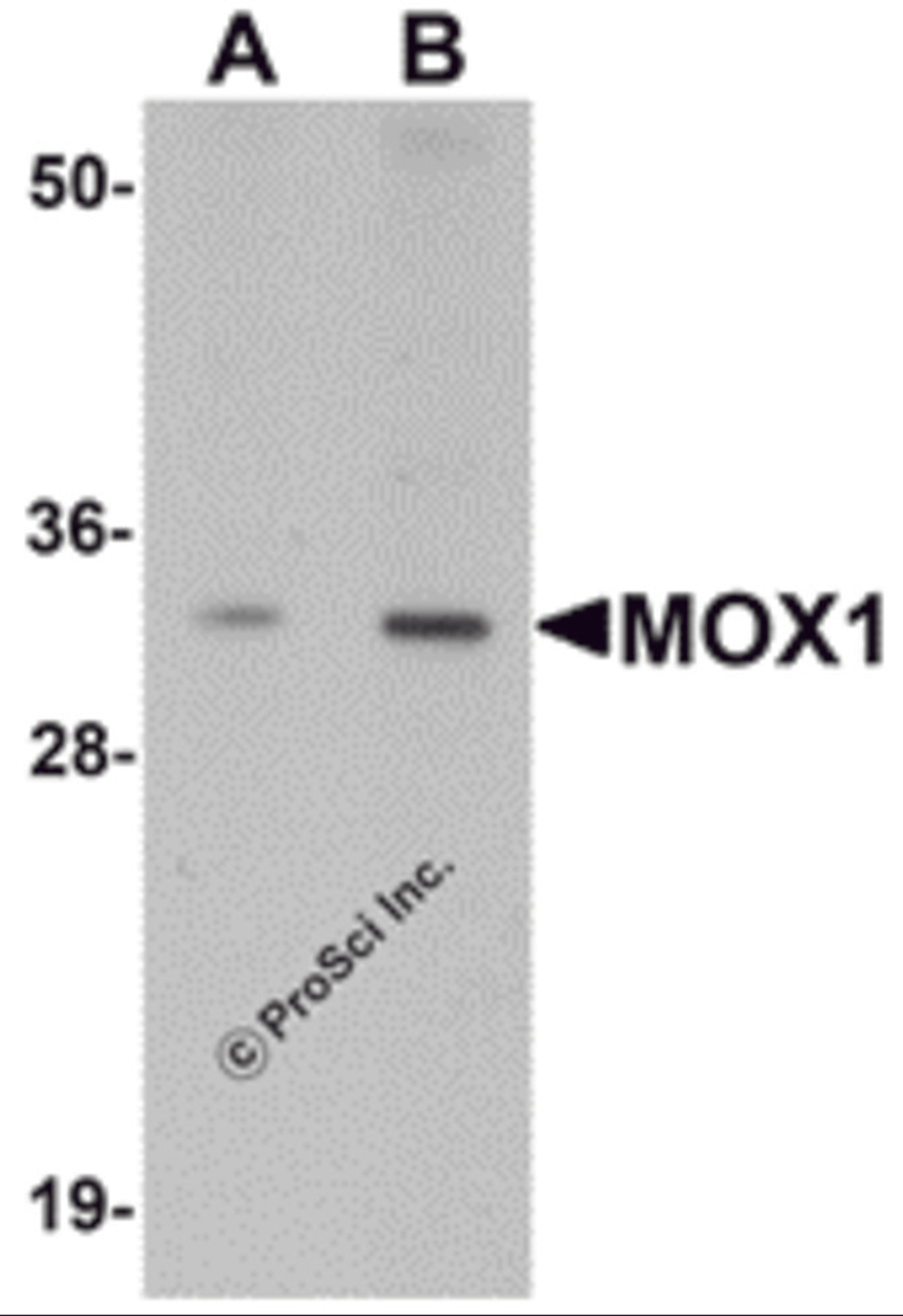 Western blot analysis of MOX1 in human liver tissue lysate with MOX1 antibody at (A) 1 and (B) 2 μg/mL.