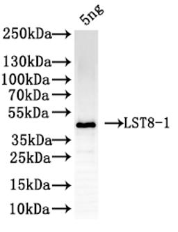Western Blot. Positive WB detected in: recombinant protein. All lanes: LST8-1Antibody at 1:1000. Secondary. Goat polyclonal to rabbit IgG at 1/50000 dilution. Predicted band size: 42 kDa. Observed band size: 42 kDa. 