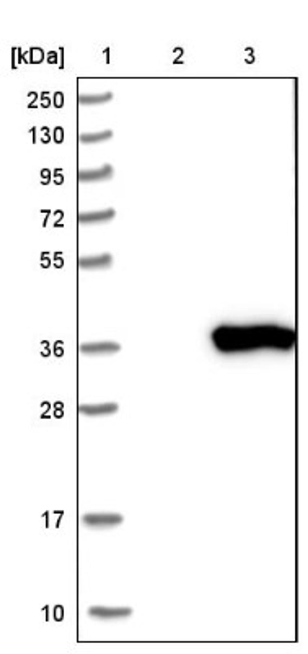 Western Blot: SRM Antibody [NBP1-80726] - Lane 1: Marker [kDa] 250, 130, 95, 72, 55, 36, 28, 17, 10<br/>Lane 2: Negative control (vector only transfected HEK293T lysate)<br/>Lane 3: Over-expression lysate (Co-expressed with a C-terminal myc-DDK tag (~3.1 kDa) in mammalian HEK293T cells, LY418875)