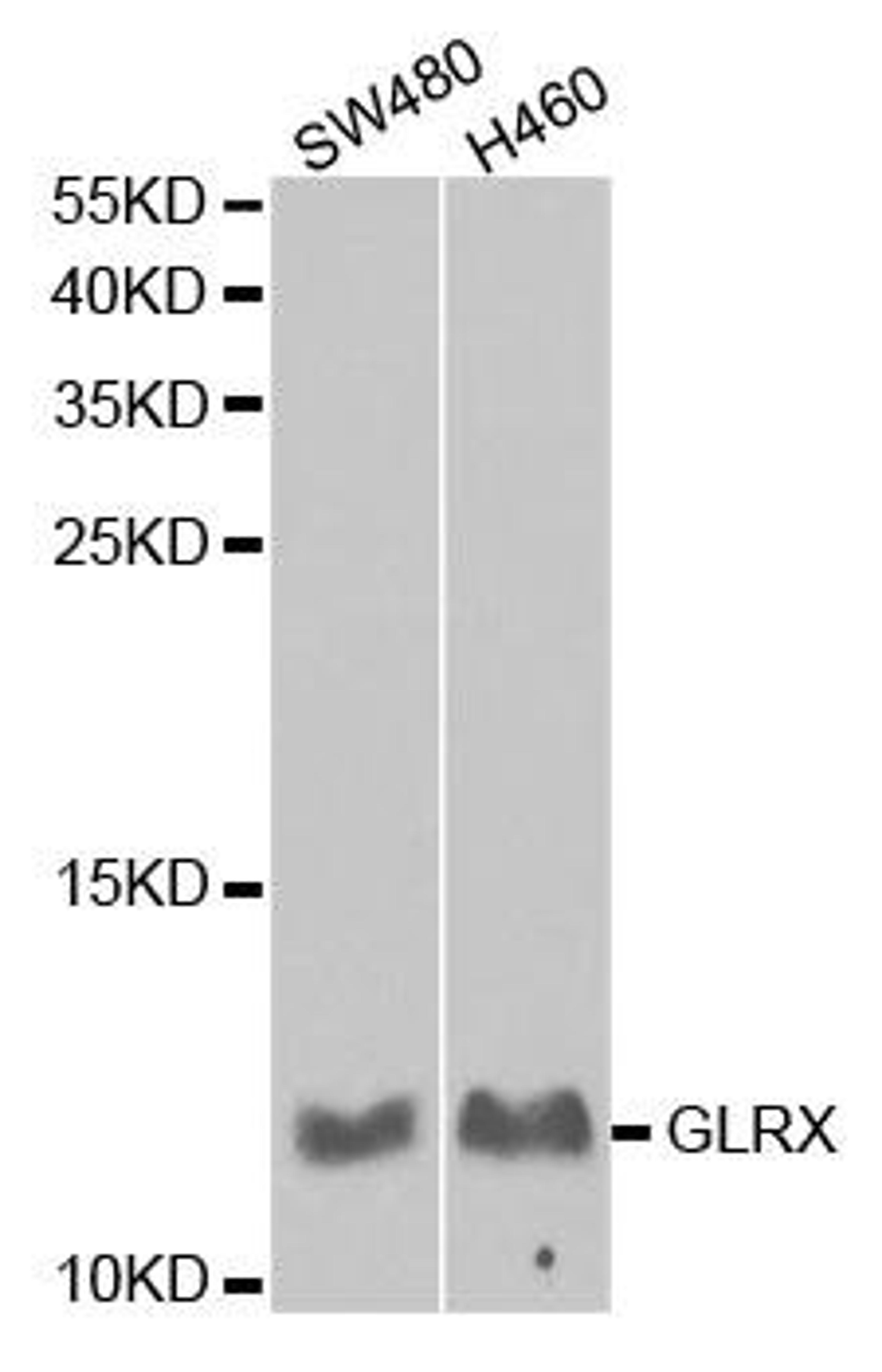 Western blot analysis of extracts of various cell lines using GLRX antibody