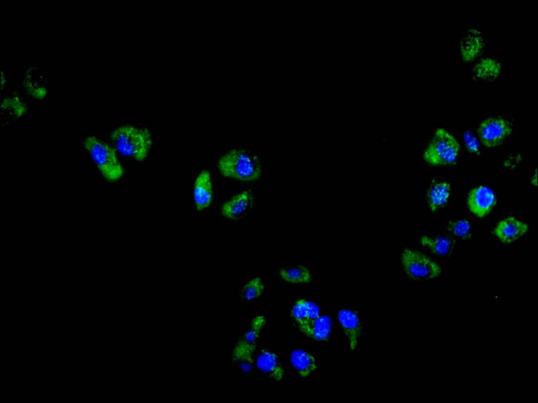 Immunofluorescence staining of hela cell with CSB-RA006325MA1HU at 1:50, counter-stained with DAPI. The cells were fixed in 4% formaldehyde and blocked in 10% normal Goat Serum. The cells were then incubated with the antibody overnight at 4C. The secondary antibody was FITC-conjugated AffiniPure Goat Anti-Mouse IgG(H+L).