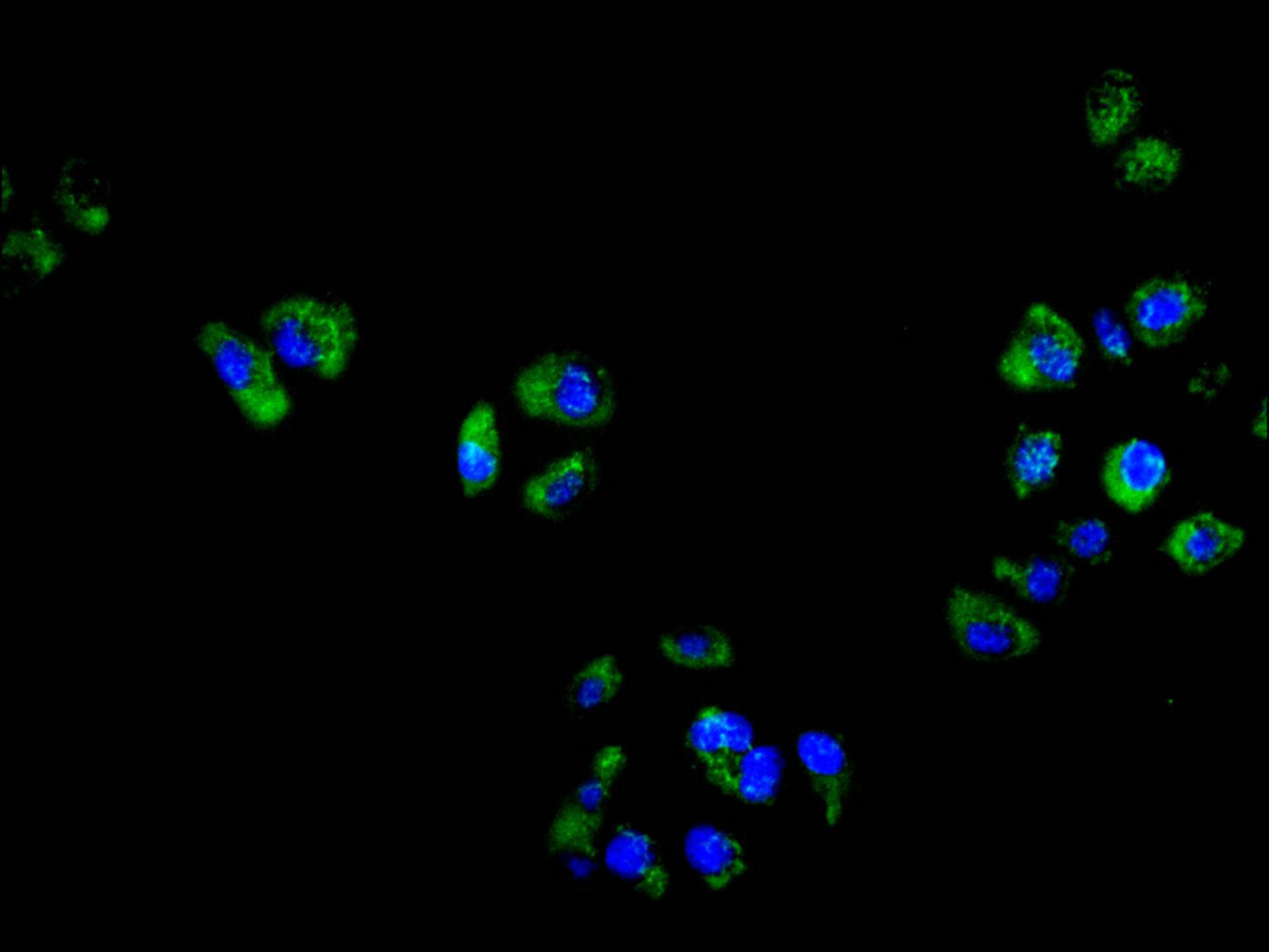 Immunofluorescence staining of hela cell with CSB-RA006325MA1HU at 1:50, counter-stained with DAPI. The cells were fixed in 4% formaldehyde and blocked in 10% normal Goat Serum. The cells were then incubated with the antibody overnight at 4C. The secondary antibody was FITC-conjugated AffiniPure Goat Anti-Mouse IgG(H+L).