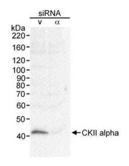 Detection of human CKII Alpha by western blot.