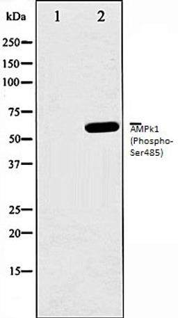 Western blot analysis of HeLa whole cell lysates using AMPK1 (Phospho-Ser485) antibody, The lane on the left is treated with the antigen-specific peptide.