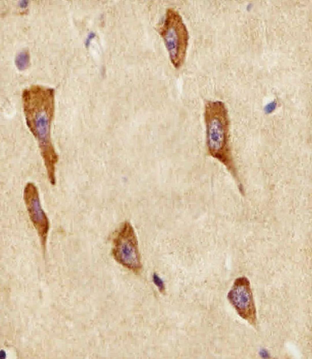 Antibody staining GNG12 in human brain tissue sections by Immunohistochemistry (IHC-P - paraformaldehyde-fixed, paraffin-embedded sections).