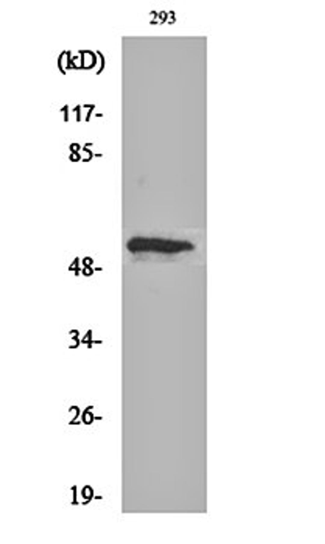 Western blot analysis of 293 cell lysates using p53 (phospho-T18) antibody