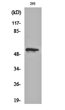 Western blot analysis of 293 cell lysates using p53 (phospho-T18) antibody