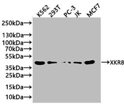 Western Blot. Positive WB detected in: K562 whole cell lysate, 293T whole cell lysate. All lanes: XKR8 antibody at 3.4µg/ml. Secondary. Goat polyclonal to rabbit IgG at 1/50000 dilution. Predicted band size: 45 kDa. Observed band size: 45 kDa