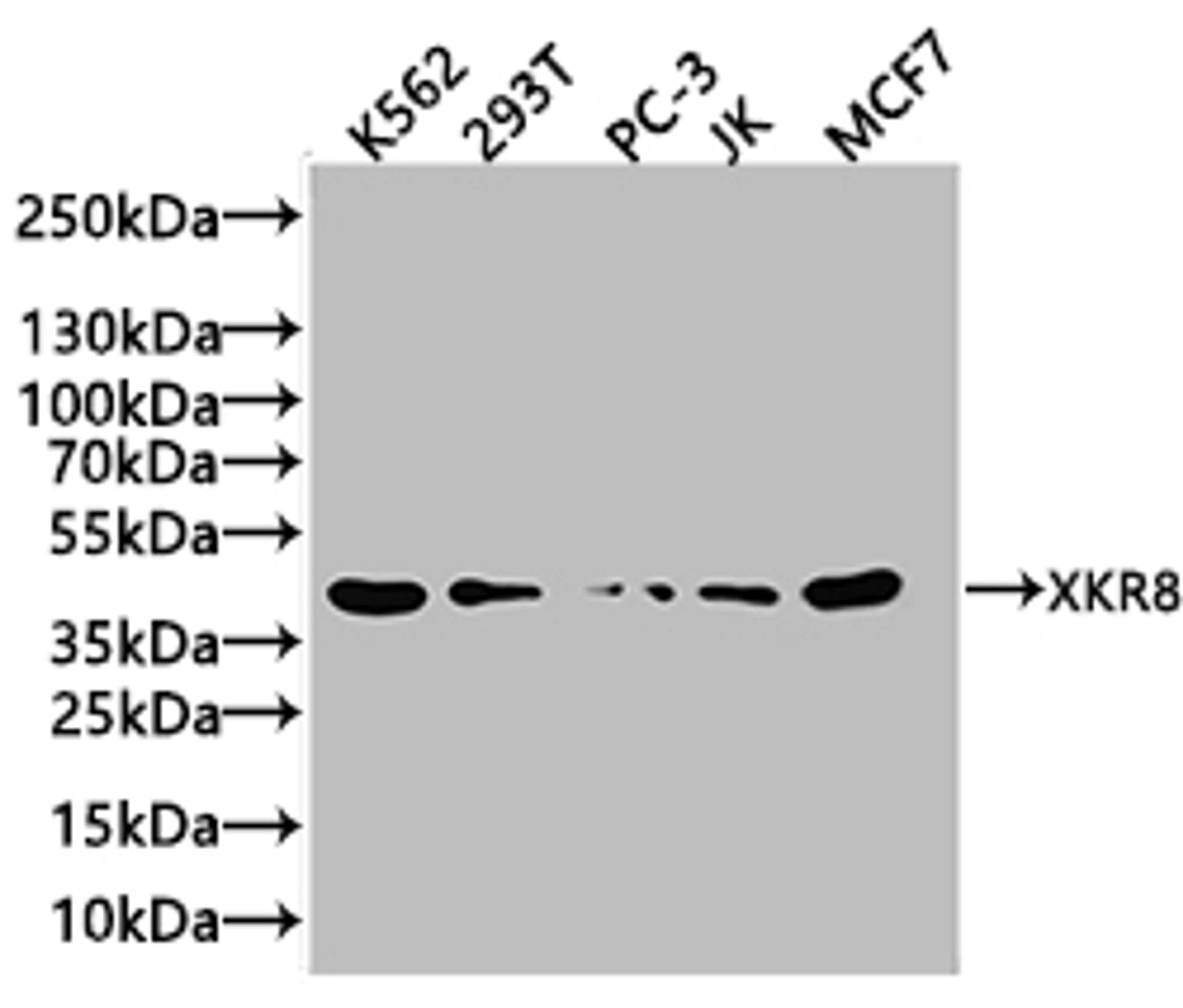 Western Blot. Positive WB detected in: K562 whole cell lysate, 293T whole cell lysate. All lanes: XKR8 antibody at 3.4µg/ml. Secondary. Goat polyclonal to rabbit IgG at 1/50000 dilution. Predicted band size: 45 kDa. Observed band size: 45 kDa
