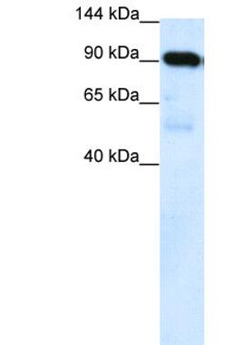 Antibody used in WB on Human Placenta at 0.2-1 ug/ml.