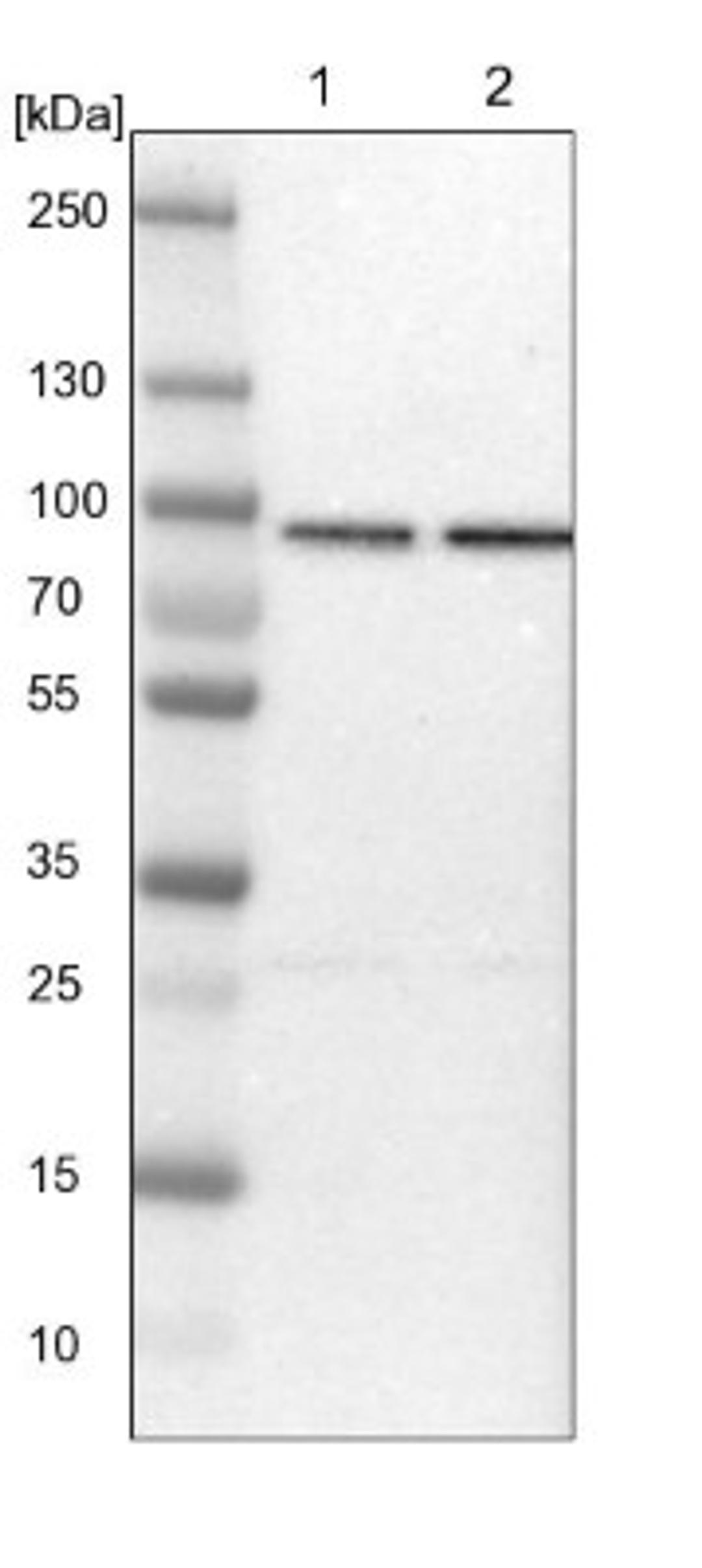 Western Blot: HspA12B Antibody [NBP1-88293] - Lane 1: NIH-3T3 cell lysate (Mouse embryonic fibroblast cells)<br/>Lane 2: NBT-II cell lysate (Rat Wistar bladder tumour cells)