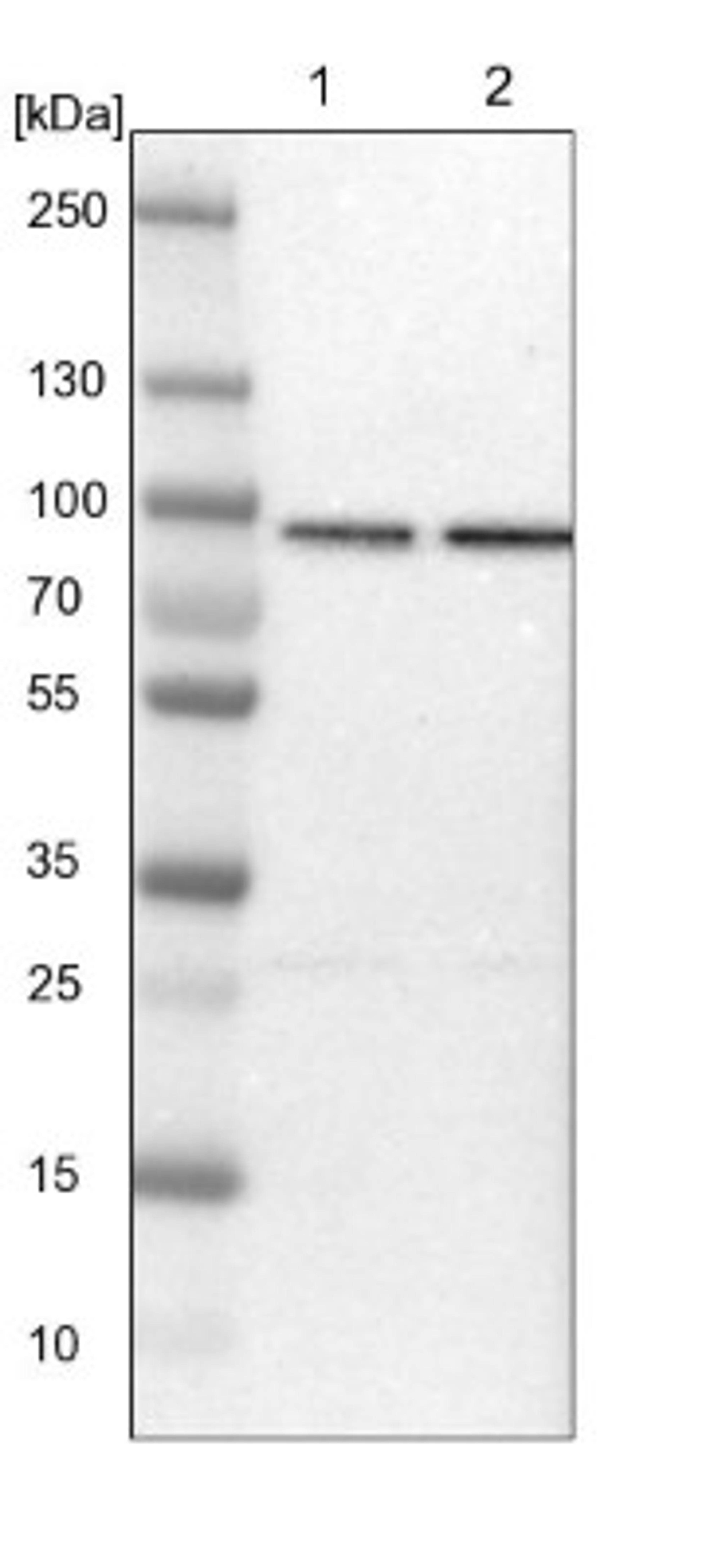 Western Blot: HspA12B Antibody [NBP1-88293] - Lane 1: NIH-3T3 cell lysate (Mouse embryonic fibroblast cells)<br/>Lane 2: NBT-II cell lysate (Rat Wistar bladder tumour cells)