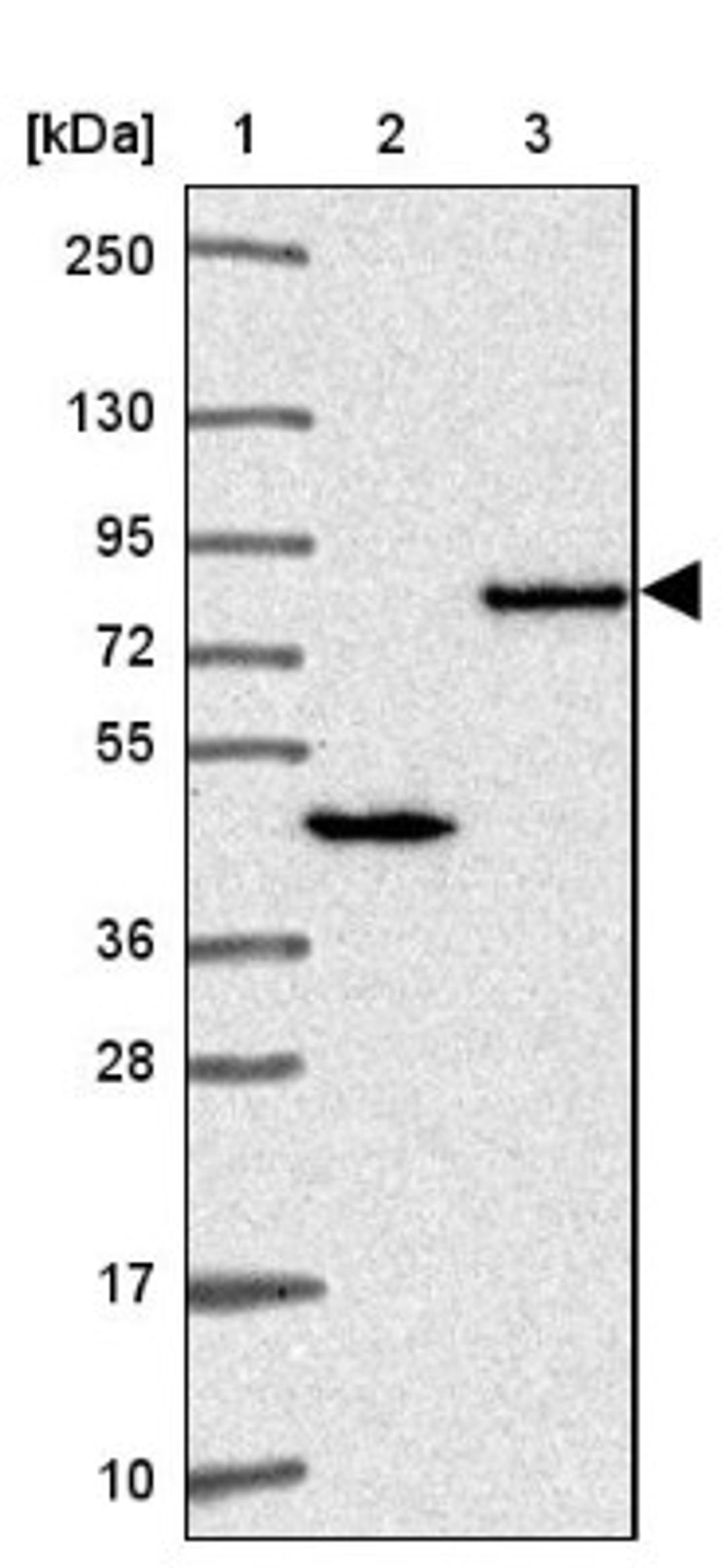 Western Blot: NUMBL Antibody [NBP2-34112] - Lane 1: Marker [kDa] 250, 130, 95, 72, 55, 36, 28, 17, 10<br/>Lane 2: Human cell line RT-4<br/>Lane 3: Human cell line U-251MG sp