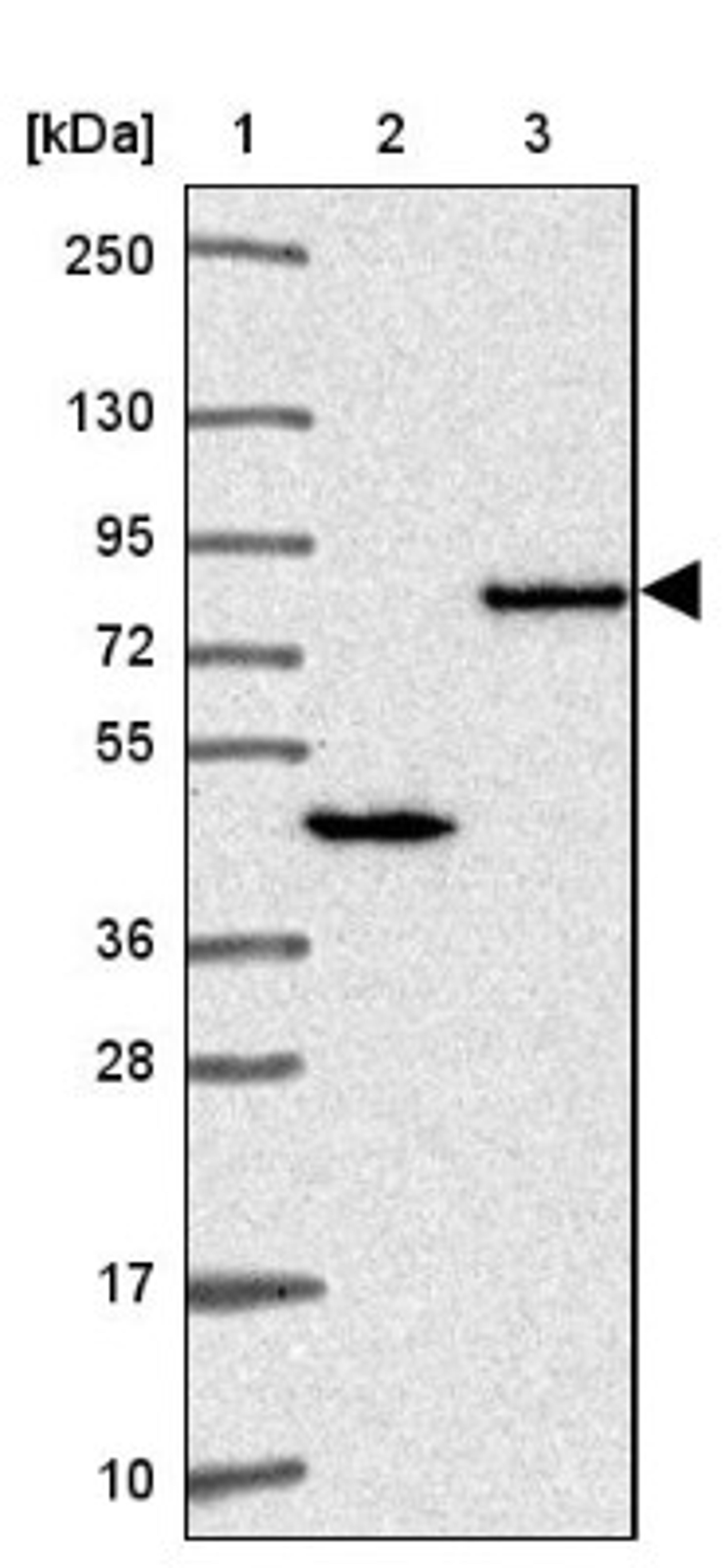 Western Blot: NUMBL Antibody [NBP2-34112] - Lane 1: Marker [kDa] 250, 130, 95, 72, 55, 36, 28, 17, 10<br/>Lane 2: Human cell line RT-4<br/>Lane 3: Human cell line U-251MG sp