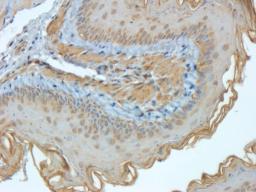 Immunohistochemical staining of mouse lung tissue using EpCAM antibody (2.5 ug/ml)