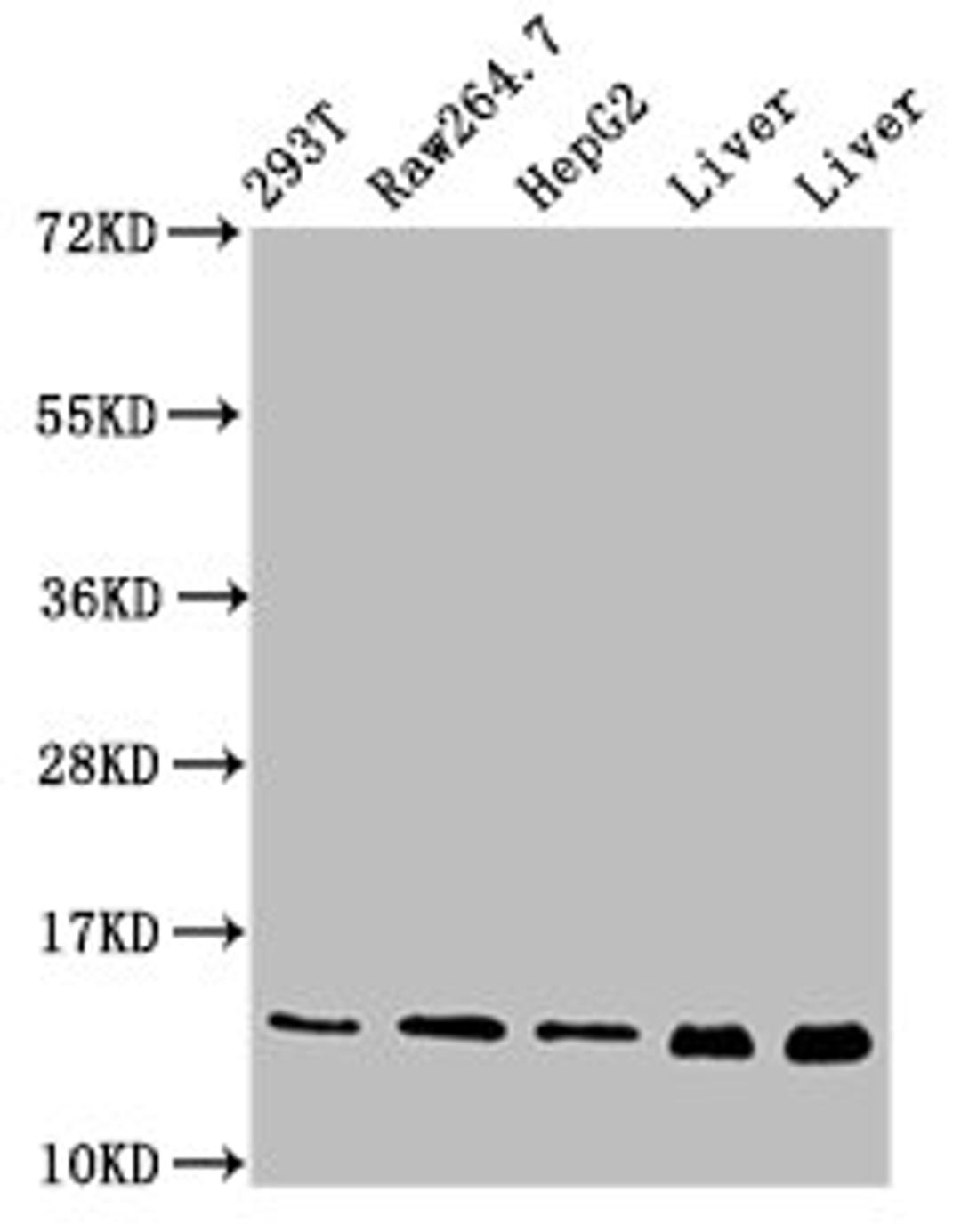 Western Blot. Positive WB detected in: 293T whole cell lysate, RAW264.7 whole cell lysate, HepG2 whole cell lysate, Rat liver tissue, Mouse liver tissue. All lanes: PIN4 antibody at 5µg/ml. Secondary. Goat polyclonal to rabbit IgG at 1/50000 dilution. Predicted band size: 14, 17 kDa. Observed band size: 14 kDa
