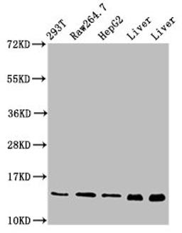 Western Blot. Positive WB detected in: 293T whole cell lysate, RAW264.7 whole cell lysate, HepG2 whole cell lysate, Rat liver tissue, Mouse liver tissue. All lanes: PIN4 antibody at 5µg/ml. Secondary. Goat polyclonal to rabbit IgG at 1/50000 dilution. Predicted band size: 14, 17 kDa. Observed band size: 14 kDa
