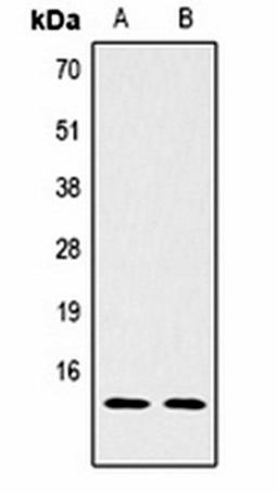 Western blot analysis of  Hela (Lane1), NIH3T3 (Lane2) whole cell lysates using Histone H2B (DiMethyl K5) antibody