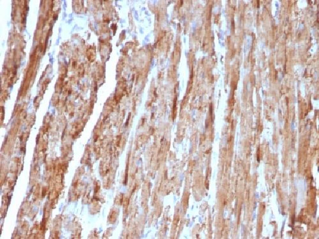 Immunohistochemical staining of human Heart tissue using CYCS antibody