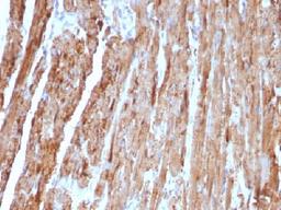 Immunohistochemical staining of human Heart tissue using CYCS antibody