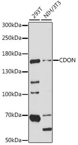 Western blot - CDON antibody (A15830)