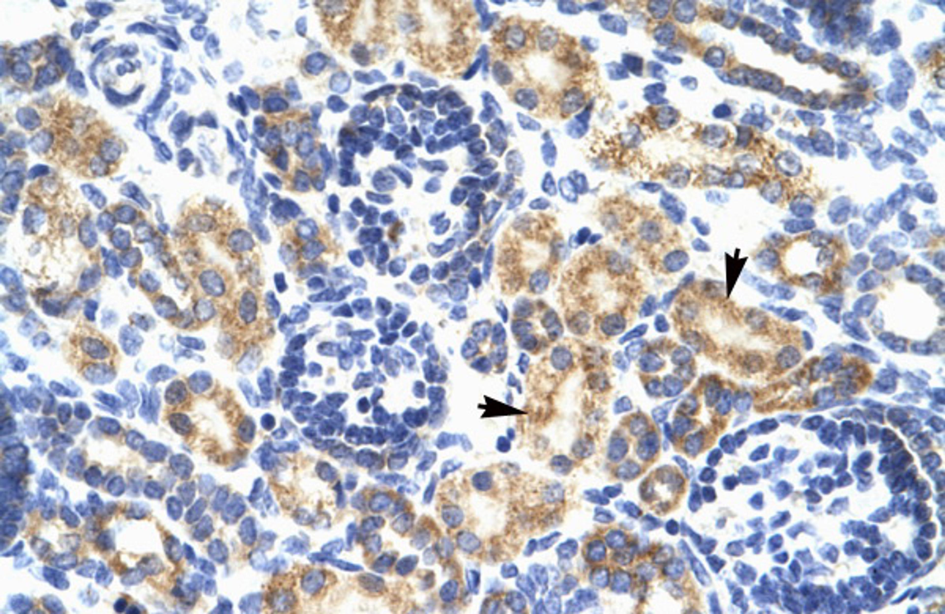 Antibody used in IHC on Human kidney.