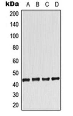 Western blot analysis of HeLa (Lane 1), Raw264.7 (Lane 2), H9C2 (Lane 3), rat kidney (Lane 4) whole cell lysates using ADORA2A antibody