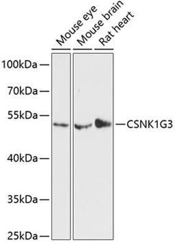 Western blot - CSNK1G3 antibody (A13013)