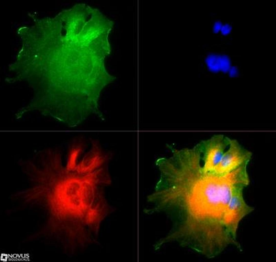 Immunocytochemistry/Immunofluorescence: NUMB Antibody [NB500-178] - The NUMB antibody was tested in HepG2 cells at a 1:500 dilution against Dylight 488 (Green). Alpha-tubulin and nuclei were counterstained against Dylight 550 (Red) and DAPI (Blue), respectively.