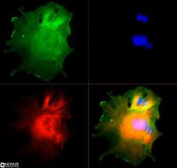 Immunocytochemistry/Immunofluorescence: NUMB Antibody [NB500-178] - The NUMB antibody was tested in HepG2 cells at a 1:500 dilution against Dylight 488 (Green). Alpha-tubulin and nuclei were counterstained against Dylight 550 (Red) and DAPI (Blue), respectively.