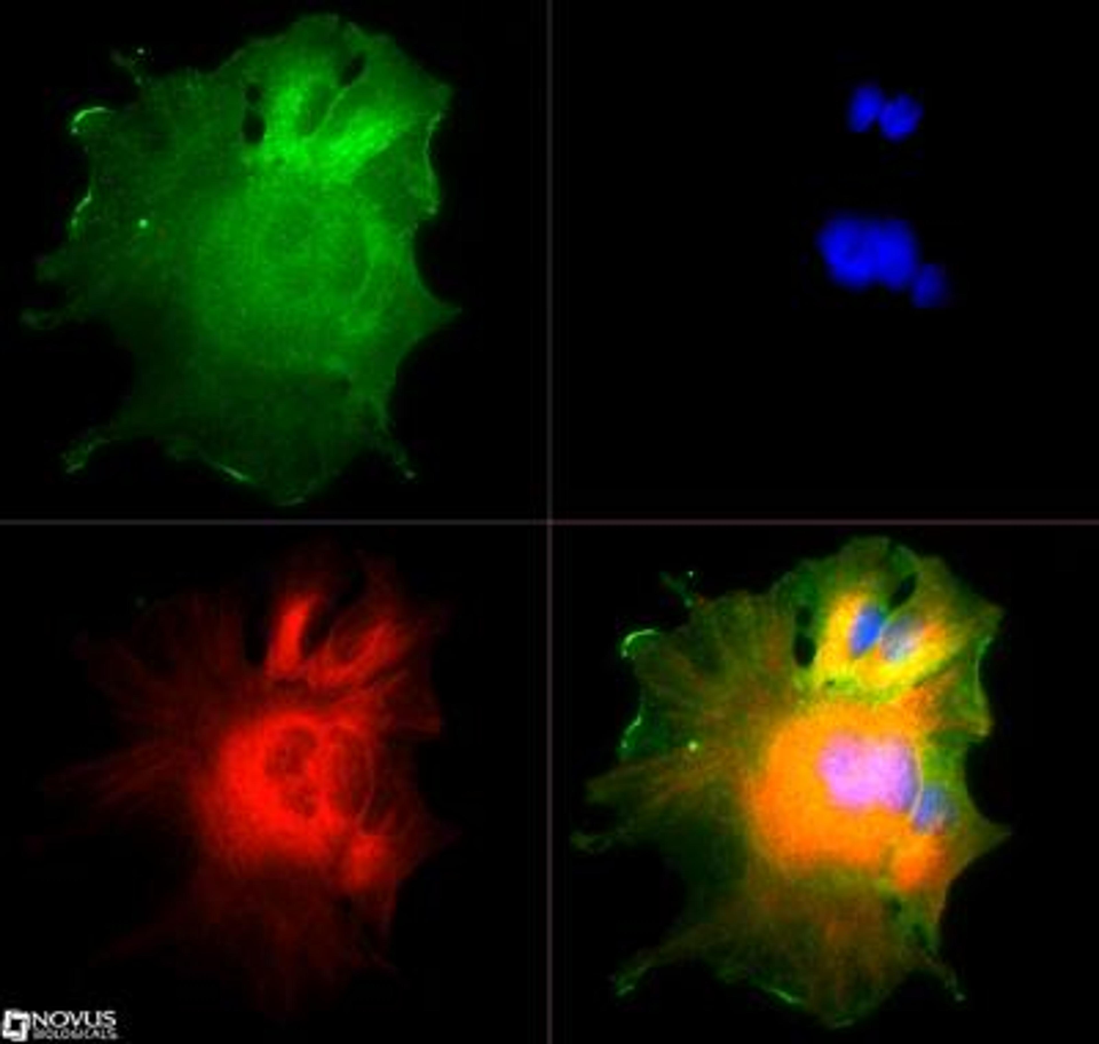 Immunocytochemistry/Immunofluorescence: NUMB Antibody [NB500-178] - The NUMB antibody was tested in HepG2 cells at a 1:500 dilution against Dylight 488 (Green). Alpha-tubulin and nuclei were counterstained against Dylight 550 (Red) and DAPI (Blue), respectively.