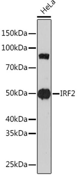 Western blot - IRF2 Rabbit mAb (A4843)