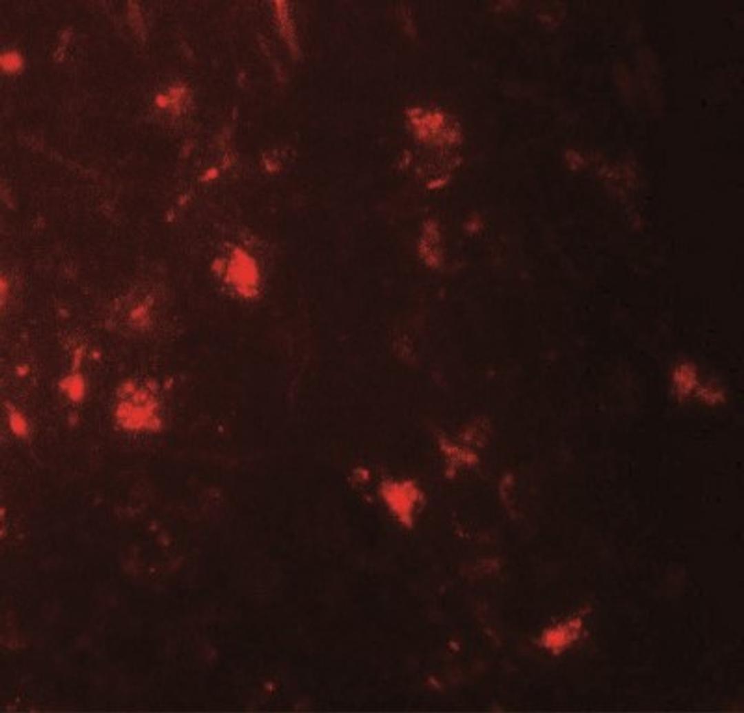 Immunocytochemistry/Immunofluorescence: IL-36 alpha/IL-1F6 Antibody [NBP2-41238] - Immunofluorescence of IL-36A in human brain tissue with IL-36A antibody at 20 ug/mL.