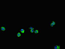 Immunofluorescent analysis of Hela cells using CSB-PA007696LA01HU at dilution of 1:100 and Alexa Fluor 488-congugated AffiniPure Goat Anti-Rabbit IgG(H+L)