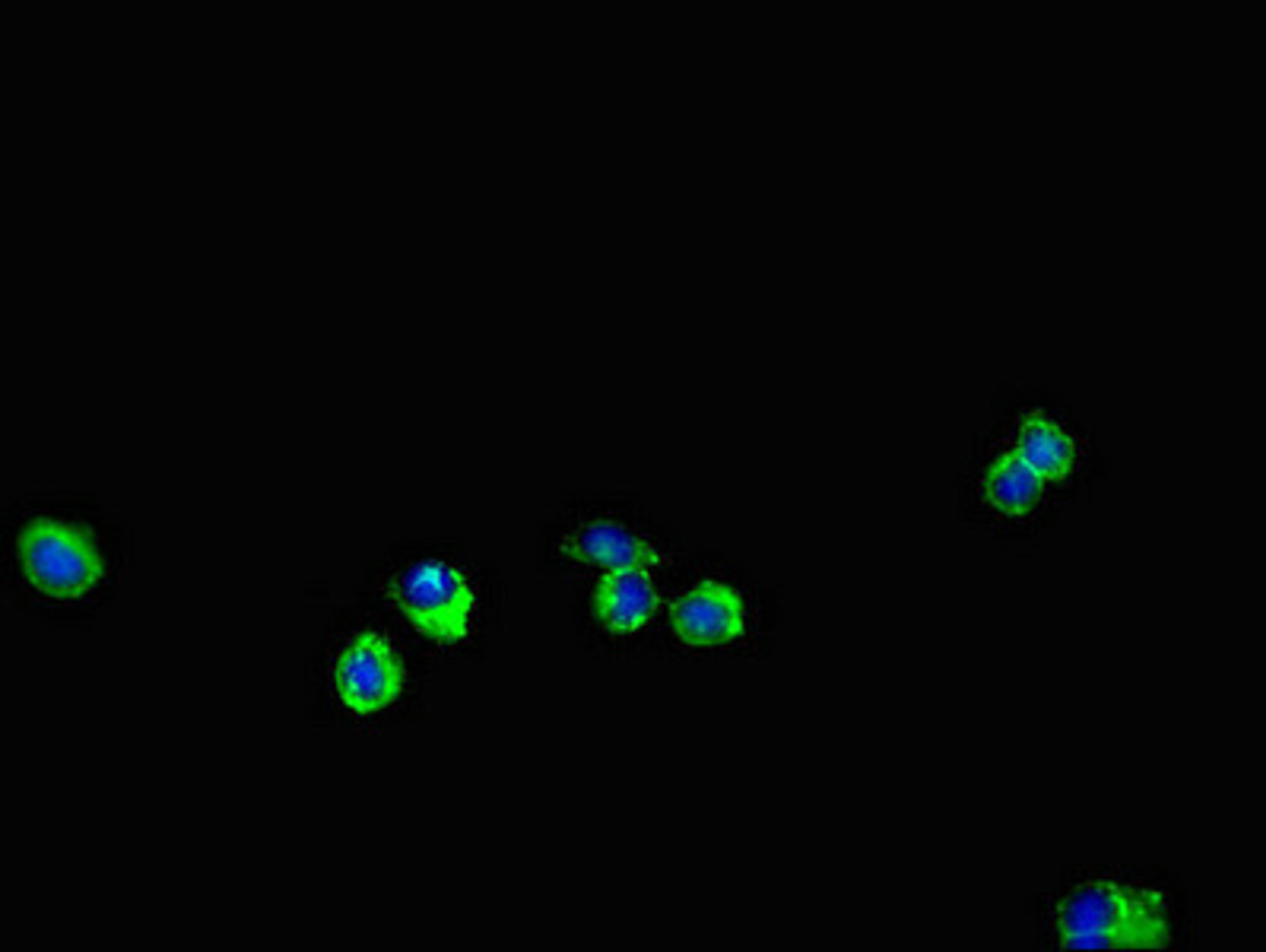 Immunofluorescent analysis of Hela cells using CSB-PA007696LA01HU at dilution of 1:100 and Alexa Fluor 488-congugated AffiniPure Goat Anti-Rabbit IgG(H+L)