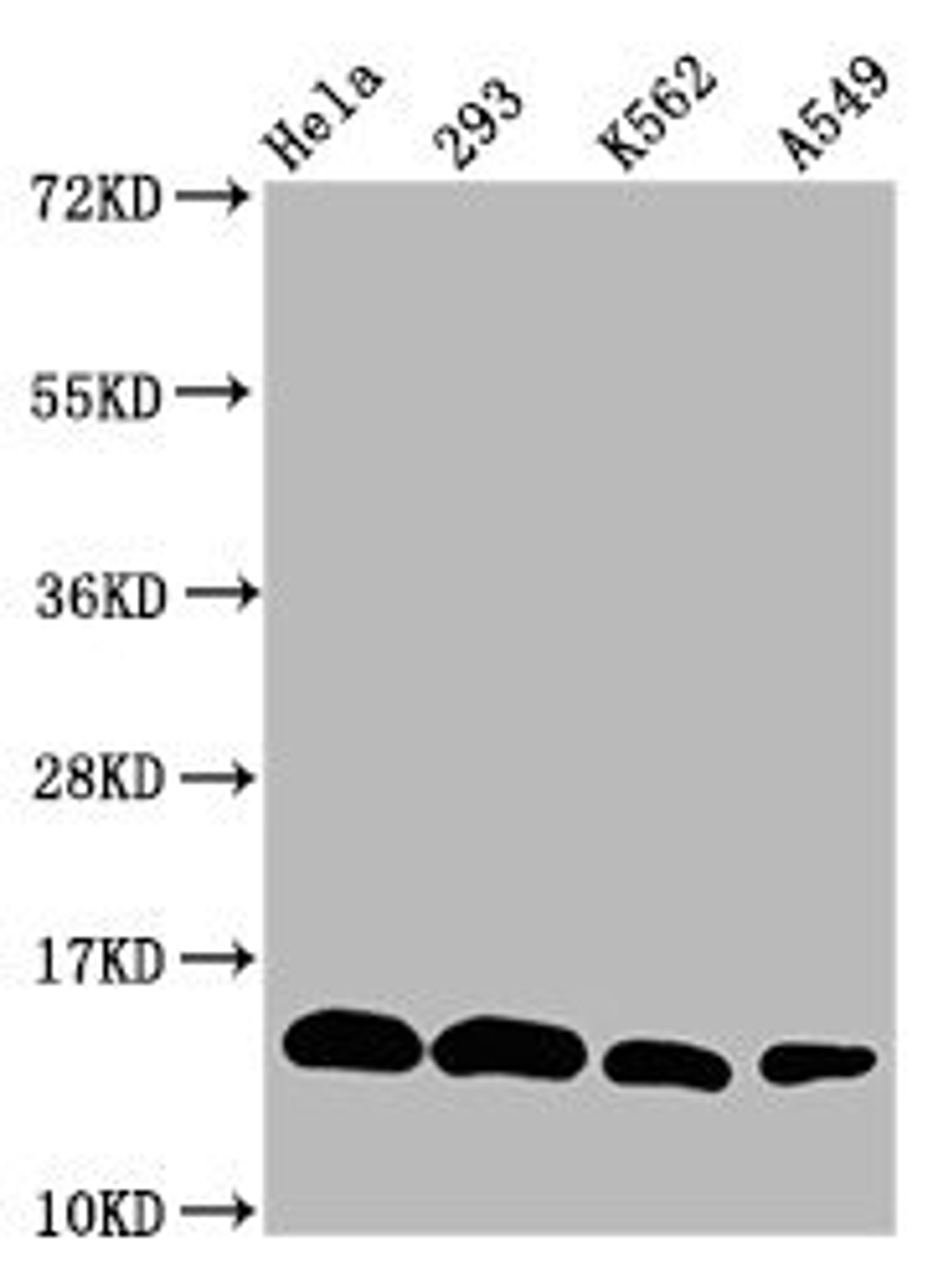Western Blot. Positive WB detected in: Hela whole cell lysate, 293 whole cell lysate, K562 whole cell lysate, A549 whole cell lysate. All lanes: HIST1H2BC antibody at 1:100. Secondary. Goat polyclonal to rabbit IgG at 1/50000 dilution. Predicted band size: 14 kDa. Observed band size: 14 kDa