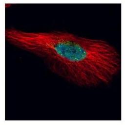 Immunocytochemistry/Immunofluorescence: PHF10 Antibody [NBP2-19795] - Confocal immunofluorescence analysis of paraformaldehyde-fixed HeLa, using PHF10 antibody (Green) at 1:500 dilution. Alpha-tubulin filaments are labeled with Alpha-tubulin antibody (Red) at 1:2000.