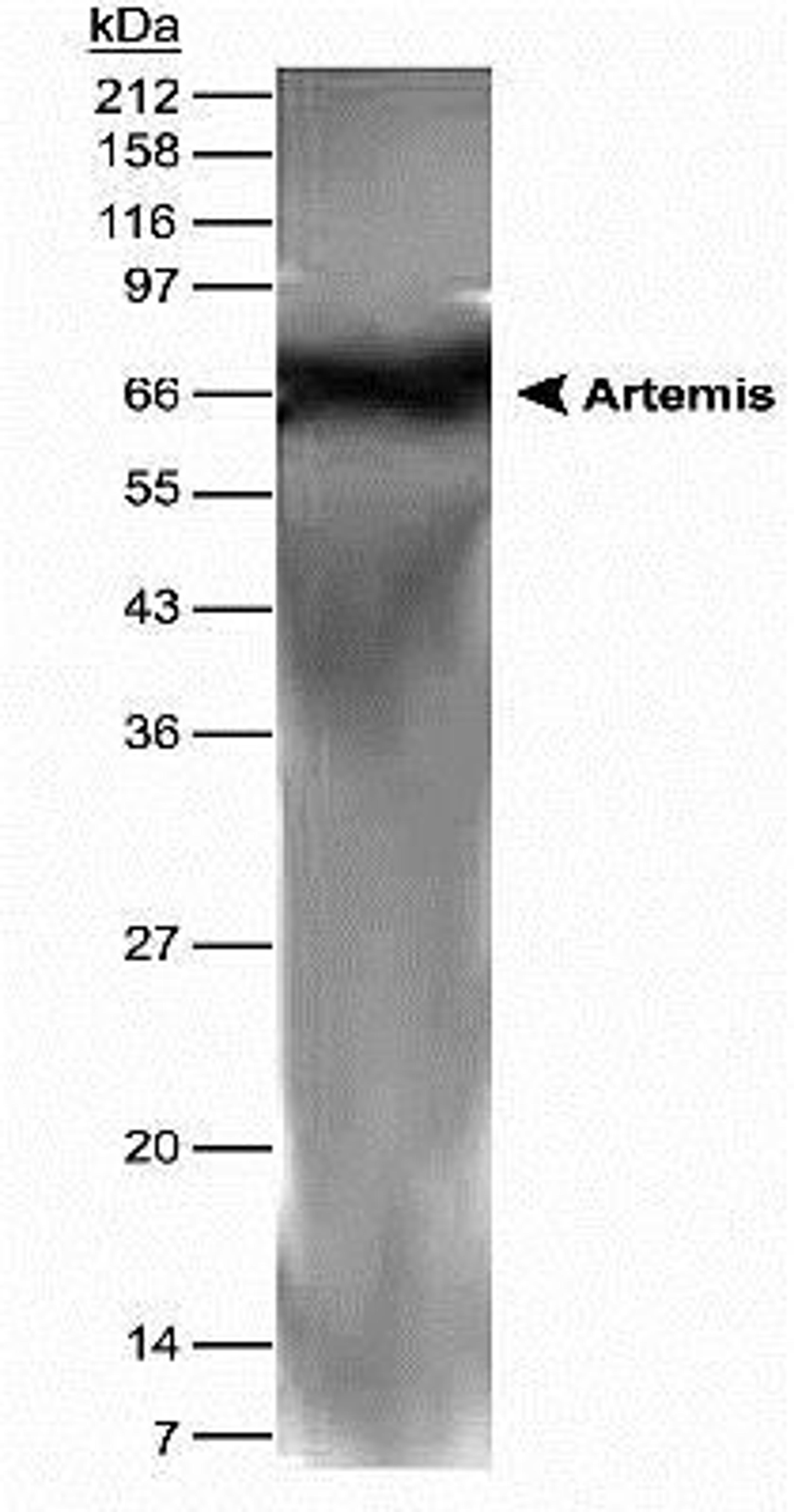 Western Blot: Artemis Antibody [NB100-183] - Detection of Artemis protein in human testis lysate using NB 100-183.