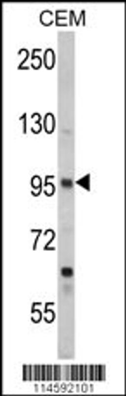 Western blot analysis of SEMA3A Antibody in CEM cell line lysates (35ug/lane)