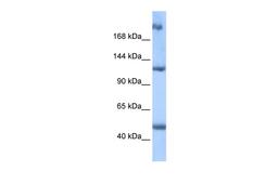 Antibody used in WB on Human Placenta at 0.2-1 ug/ml.