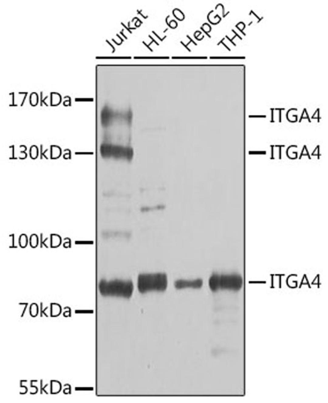 Western blot - ITGA4 antibody (A0696)