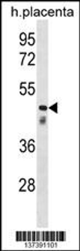 Western blot analysis in human placenta tissue lysates (35ug/lane).